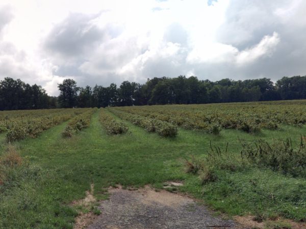 Zemědělské reality